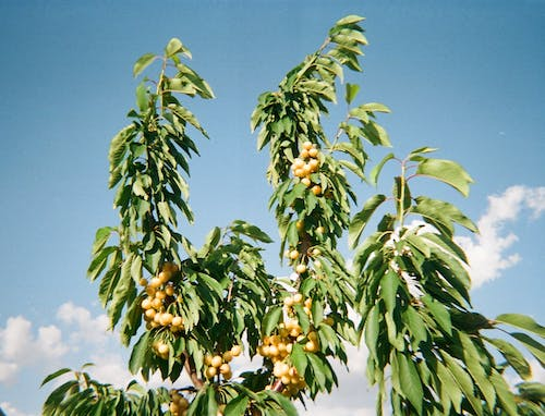tree bearing citrus fruits
