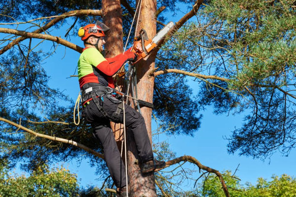 tree care expert cutting down tree branches while wearing a harness