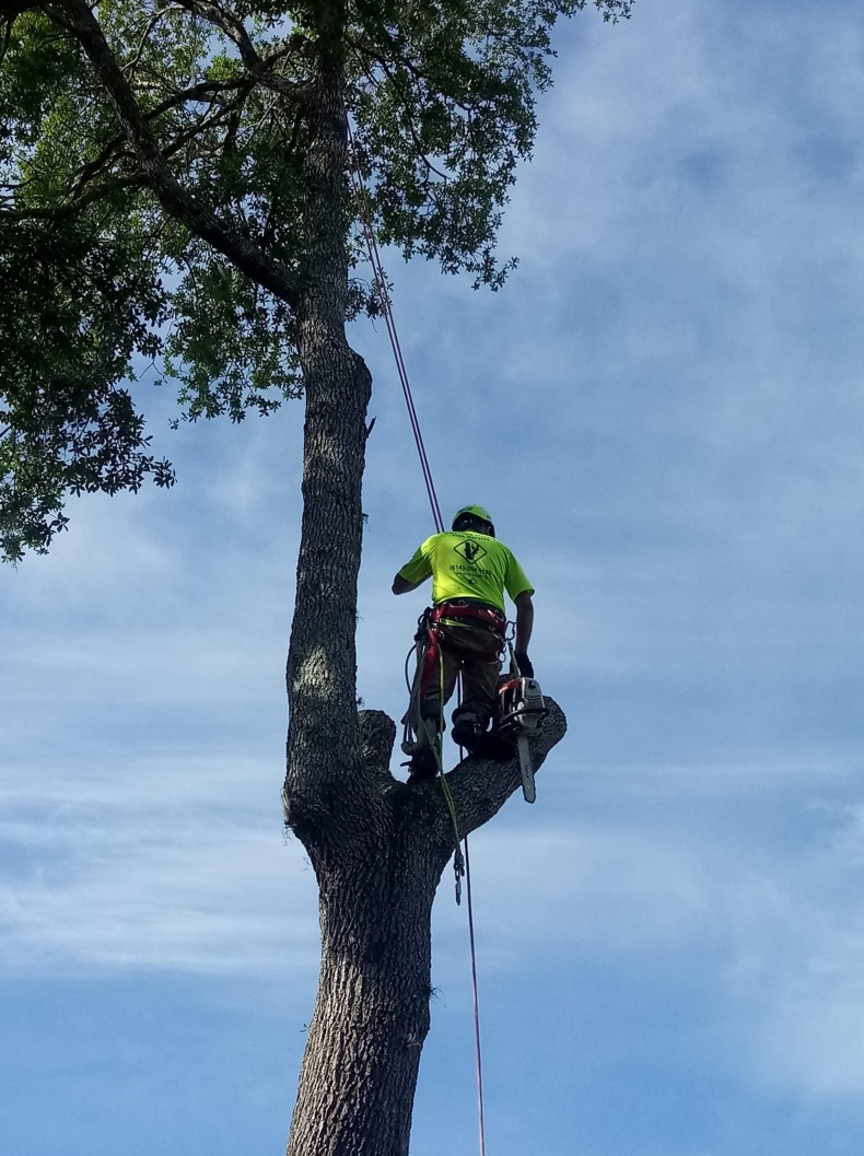 tree removal expert
