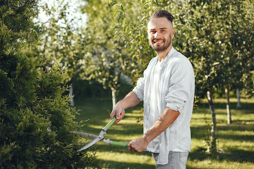 Man Trimming Tree