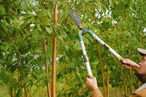 A person trimming a tree branch