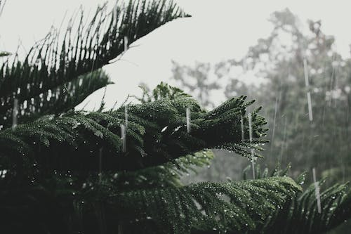 tree rain