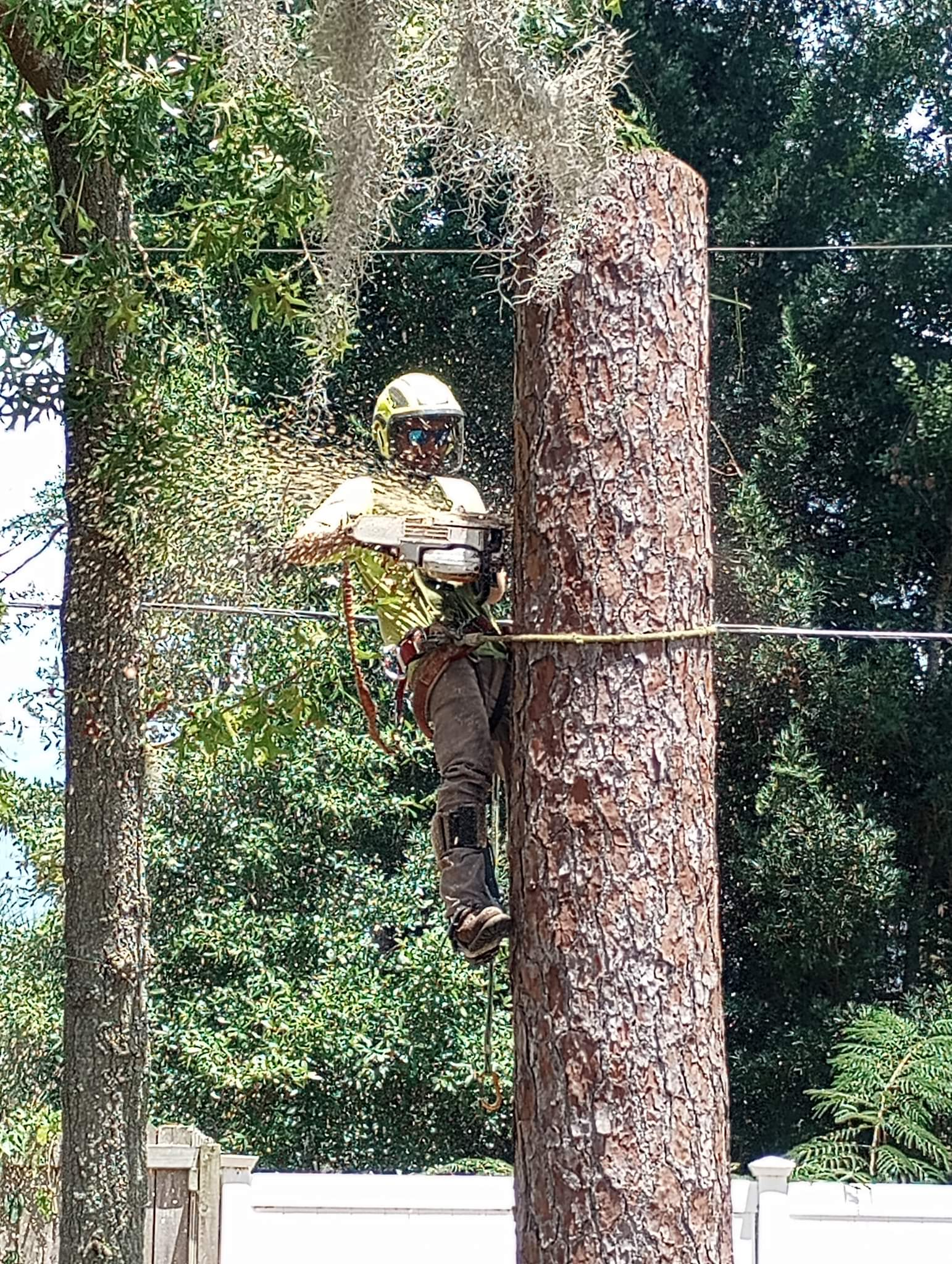 a tree removal expert cutting a tree
