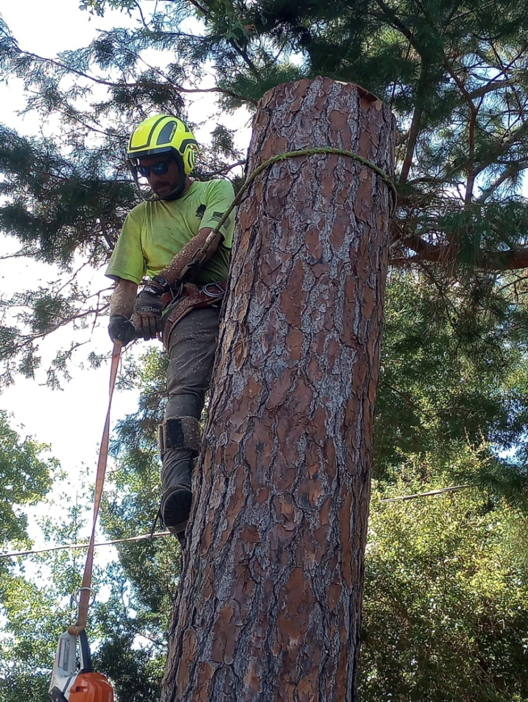 tree removal expert 3