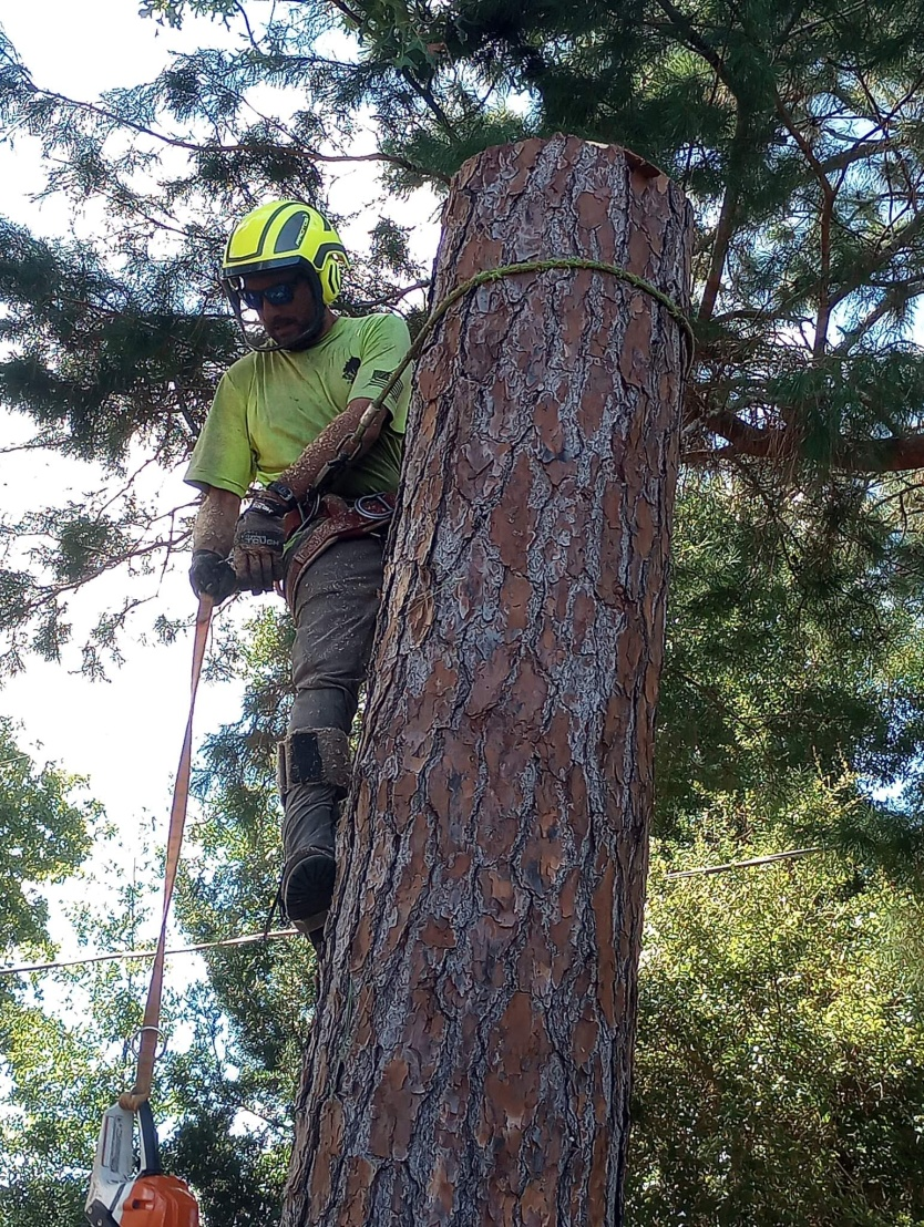 Tree Removal Services Deland FL - Clayton's Quality Tree Service LLC