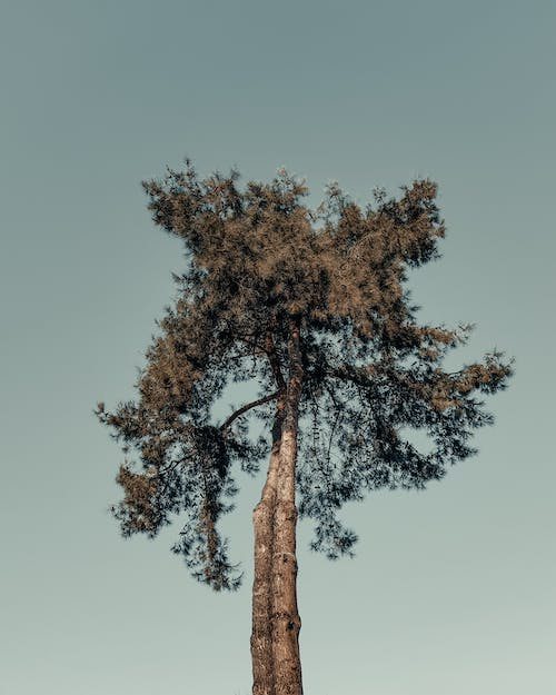 tall tree sky