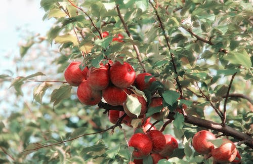 bunch of red apples growing on a tree