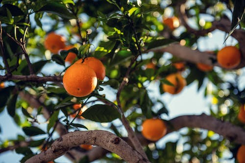 oranges growing on a tree