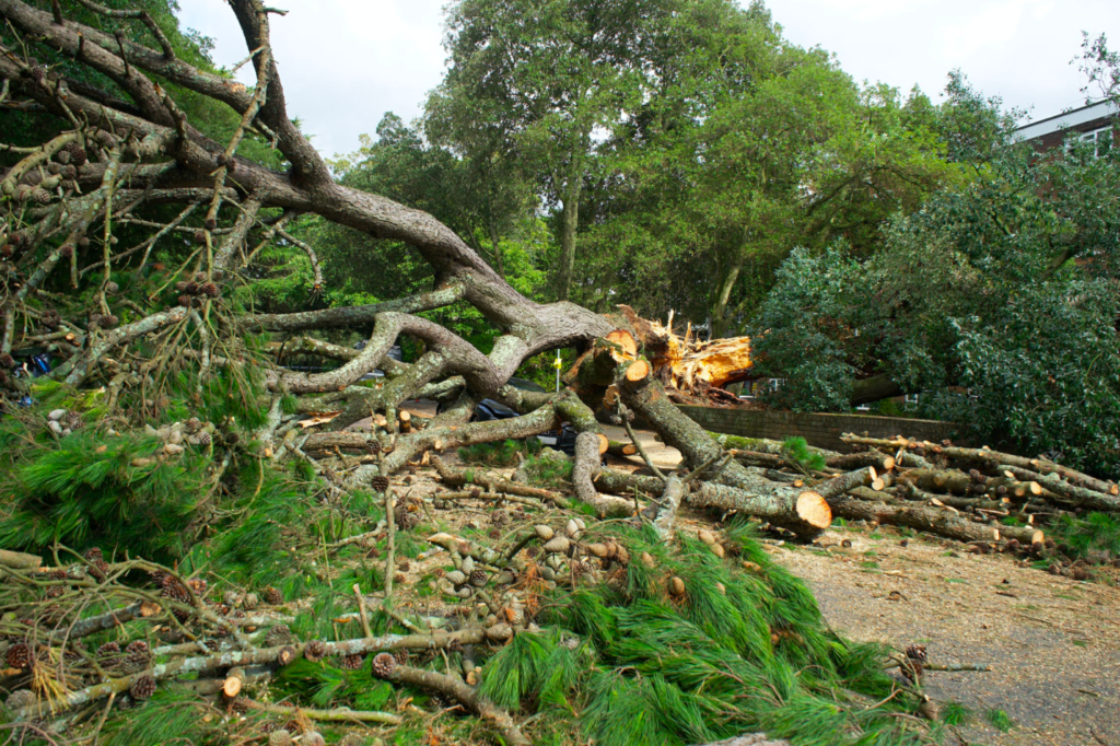 A severely damaged tree cut down and split in multiple places.