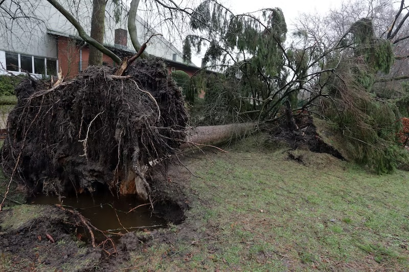 A fallen tree that is weakened at the roots and toppled over. 