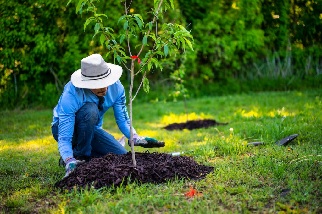 A man wearing a blue shirt and a white hat planting a small tree using mulch.