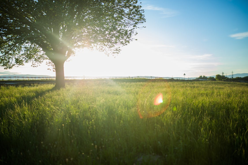 A tree standing in the middle of a grass field with the sun shining bright on it.