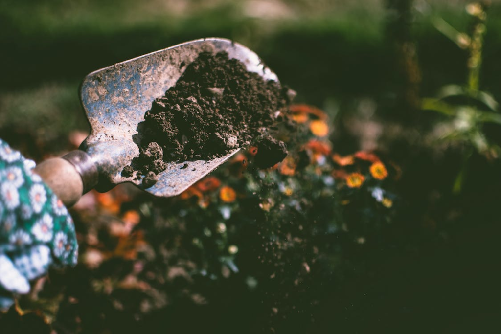 A person using a garden shovel to dig the soil with the focus of the picture on the soil falling from the shovel.