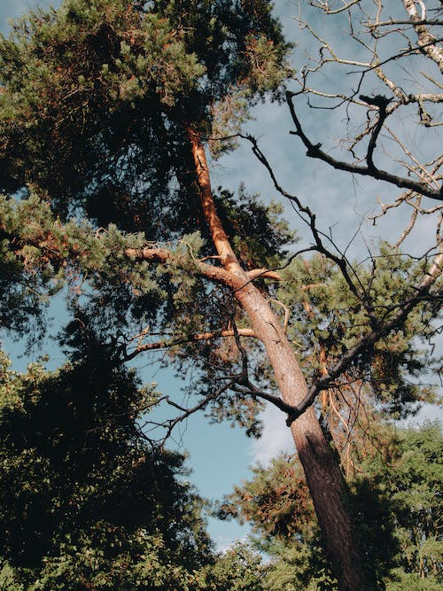 a tall yet damaged tree 