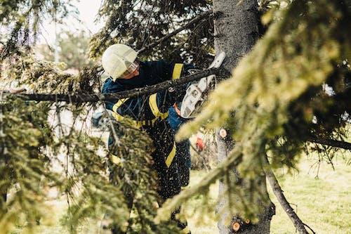 an arborist cutting a tree limb with a saw 