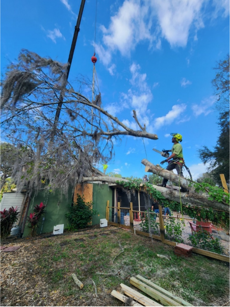  tree experts removing a tree