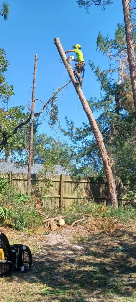 professionals removing a dead tree 