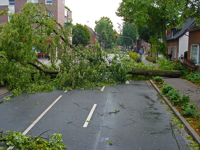 fallen tree blocking road
