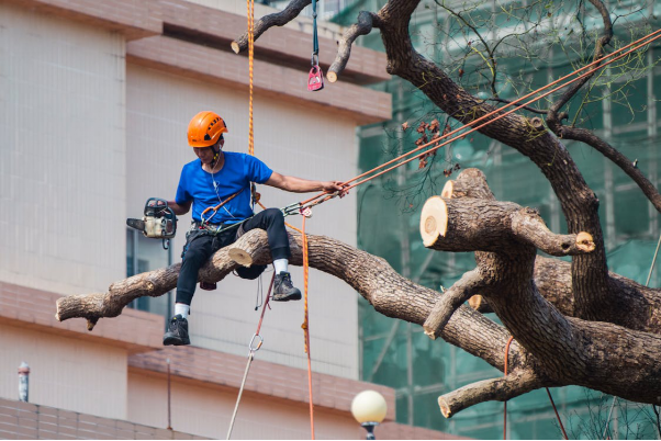 A contractor working on cutting parts of a tree.