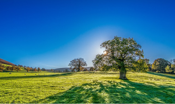 sun peeking through a tree
