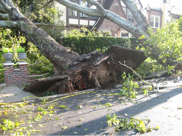 uprooted tree near buildings due to tornado