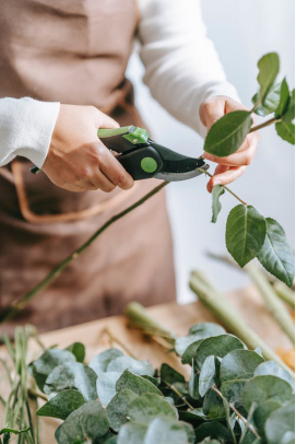 A pair of hands is cutting up tree branches. 
