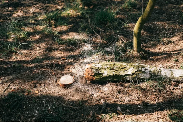 A tree stump is shown embedded within the forest floor.
