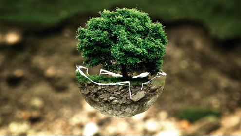 environmental protection by trees
