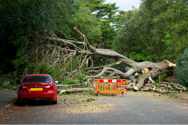 A fallen tree is blocking a road.