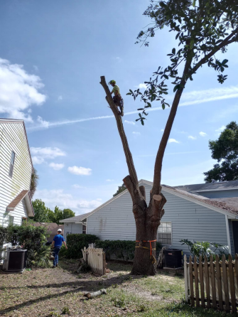 tree care experts removing a tree