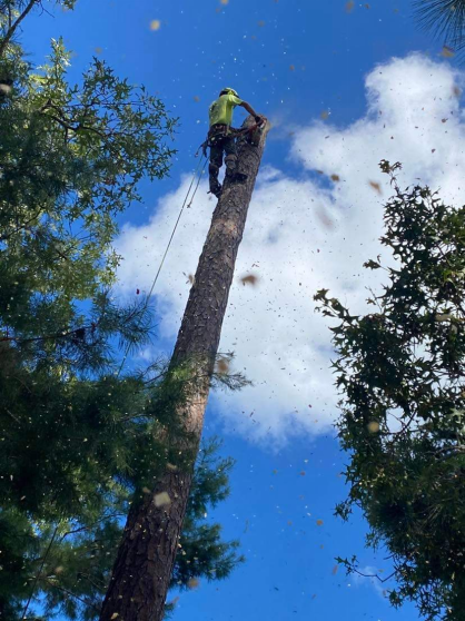 A professional tree service provider works while perched on top of a large trunk