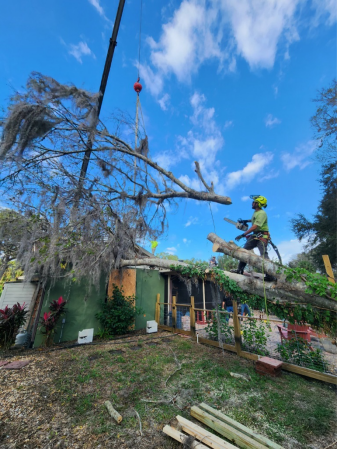 tree experts removing a tree