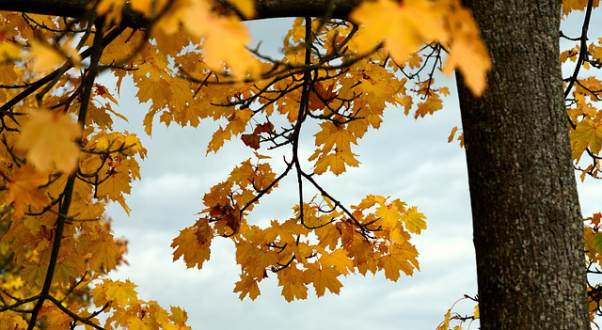 leave of a maple tree in autumn 