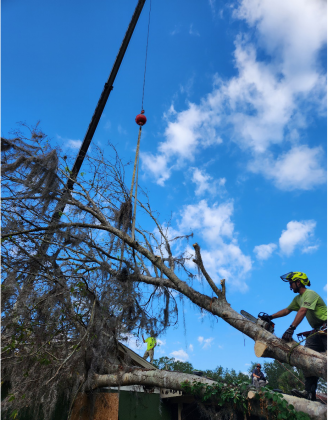 professionals removing a dead tree 