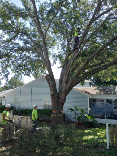 tree care expert trimming down tree branches