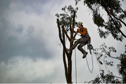 an arborist climbing a tree