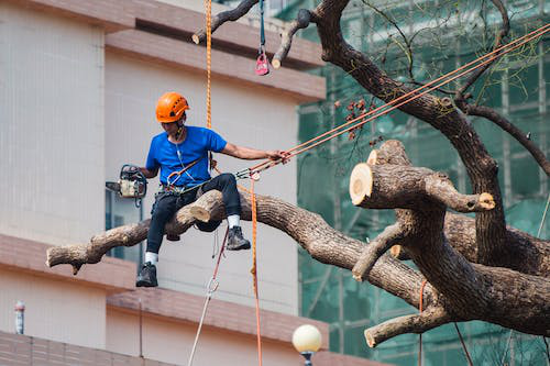 a man cutting a tree limb with a chainsaw