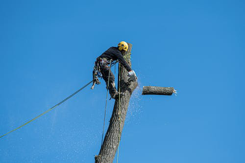 a man cutting a tree limb