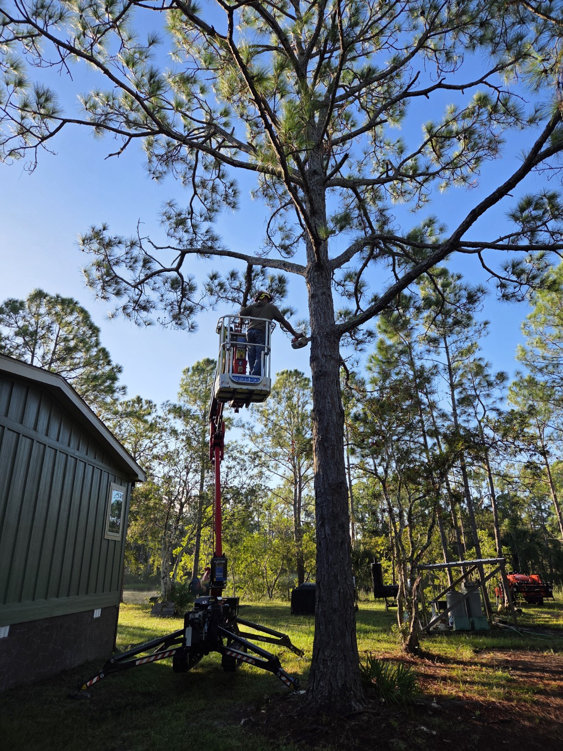 Arborist working from a lift basket beside a pine tree