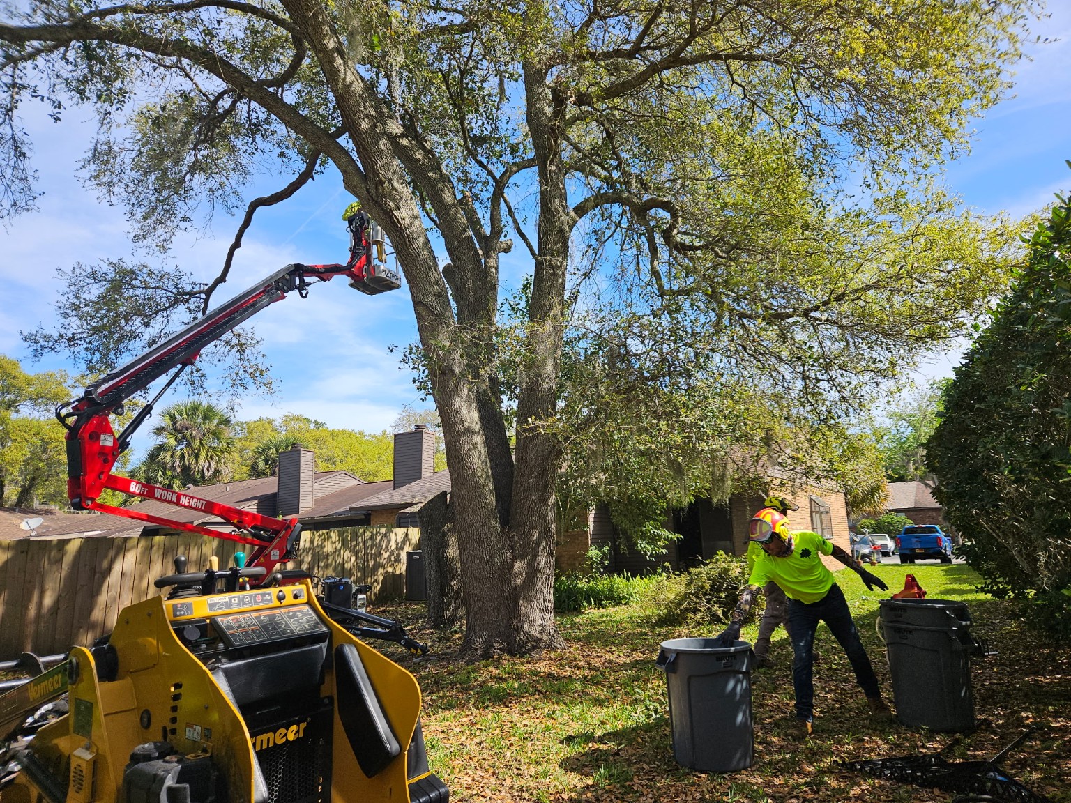 Oak tree pruning with a red lift and crew at a local property
